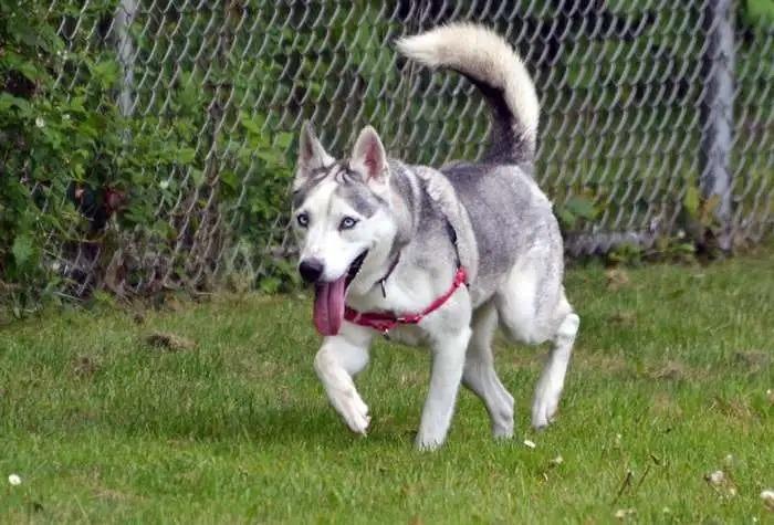 Enlarge Nola OHD-088-25, a Adoptable Husky in Coupeville, WA image 6/6