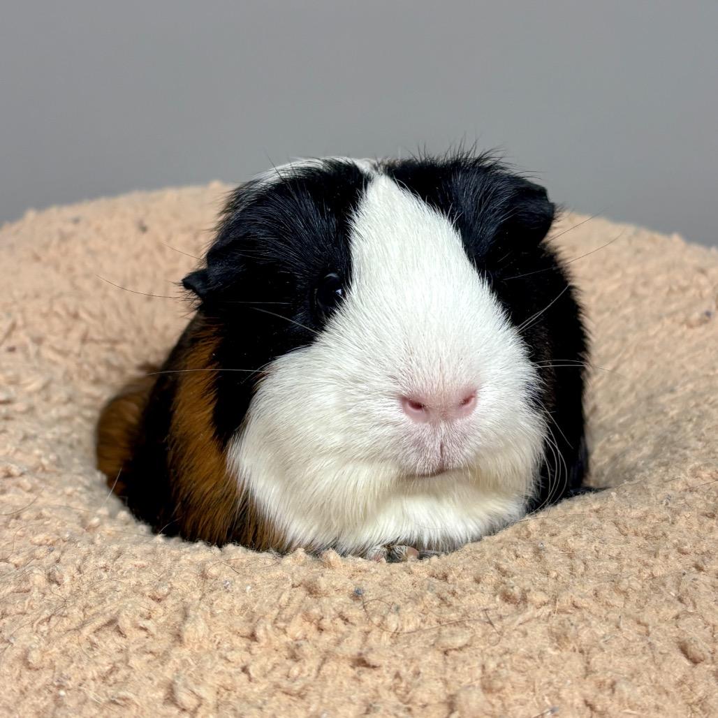 Thumbelina, a Adoptable Guinea Pig in Glenwood Springs, CO image 1/3
