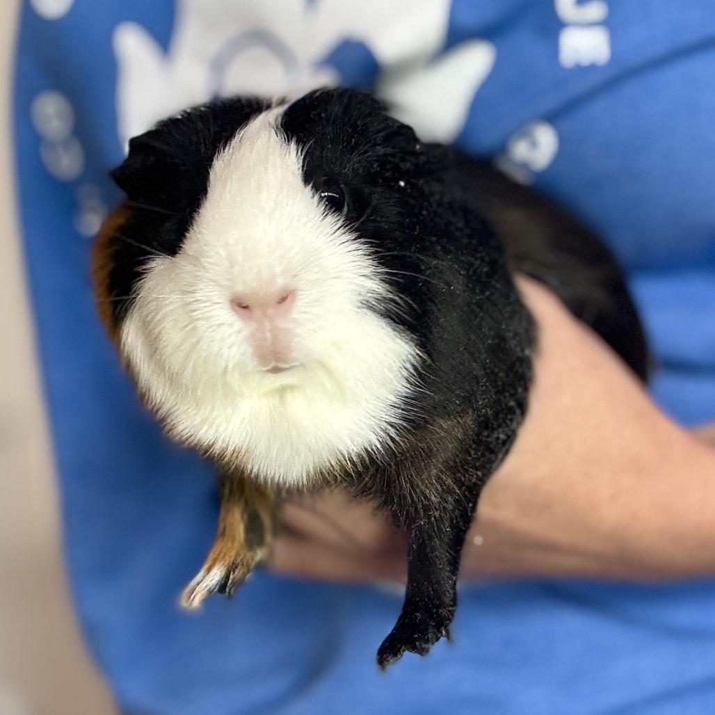 Thumbelina, a Adoptable Guinea Pig in Glenwood Springs, CO image 2/4