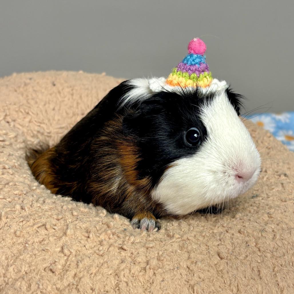 Thumbelina, a Adoptable Guinea Pig in Glenwood Springs, CO image 2/3