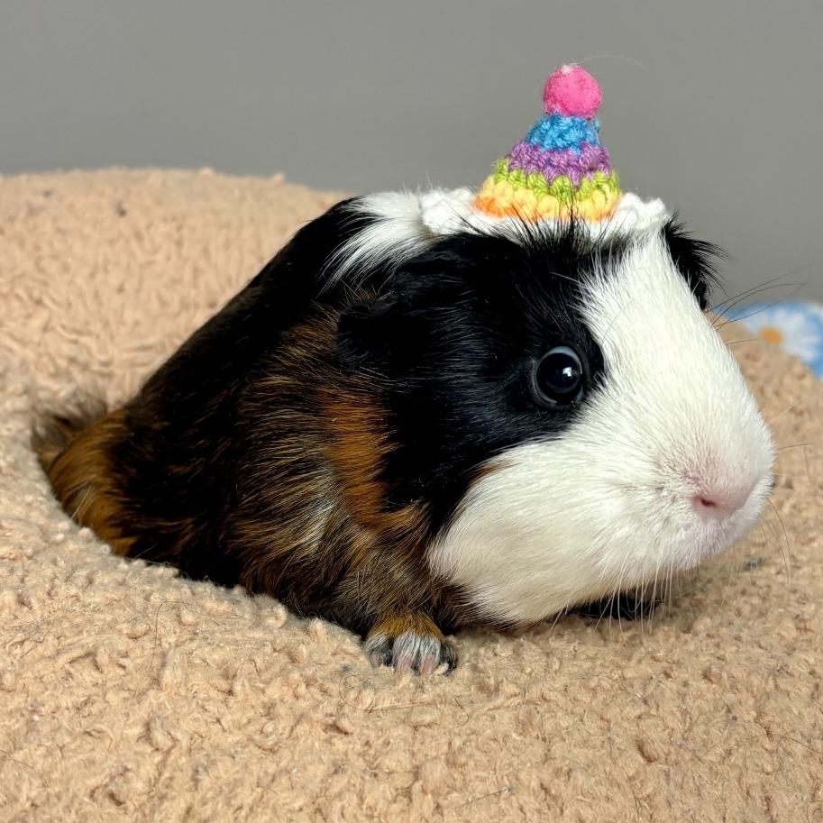 Thumbelina, a Adoptable Guinea Pig in Glenwood Springs, CO image 3/4
