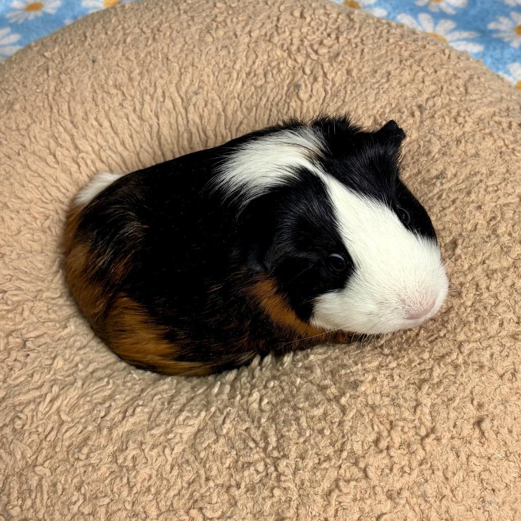 Thumbelina, a Adoptable Guinea Pig in Glenwood Springs, CO image 3/3