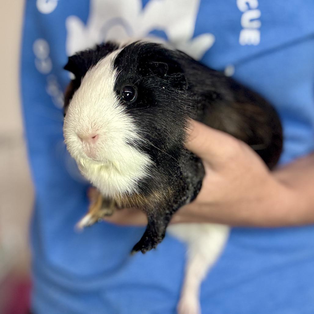 Thumbelina, a Adoptable Guinea Pig in Glenwood Springs, CO image 4/4