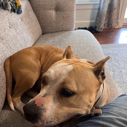 Enlarge Maggie, a Adopted American Bully in Campton, KY image 2/6