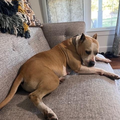 Enlarge Maggie, a Adopted American Bully in Campton, KY image 1/6