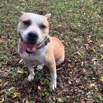 Enlarge Maggie, a Adopted American Bully in Campton, KY image 3/6