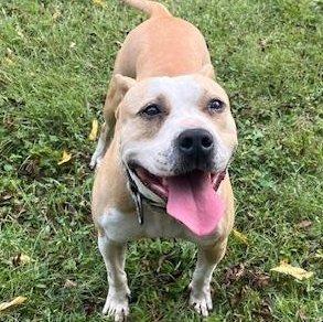 Enlarge Maggie, a Adopted American Bully in Campton, KY image 4/6