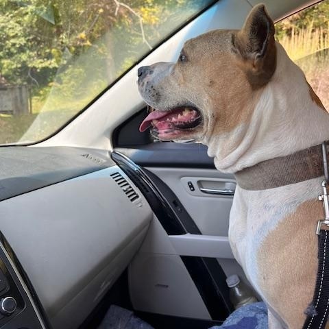 Enlarge Maggie, a Adopted American Bully in Campton, KY image 5/6