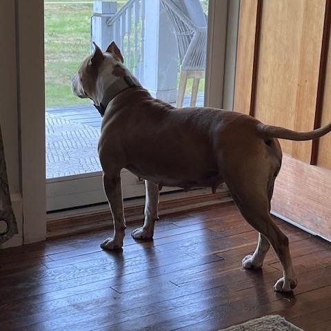 Enlarge Maggie, a Adopted American Bully in Campton, KY image 6/6