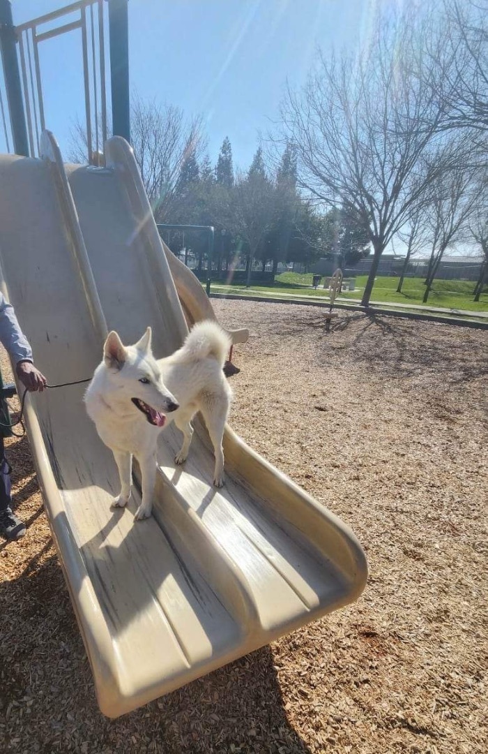 Casey, a Adoptable Husky in Tracy, CA image 1/6