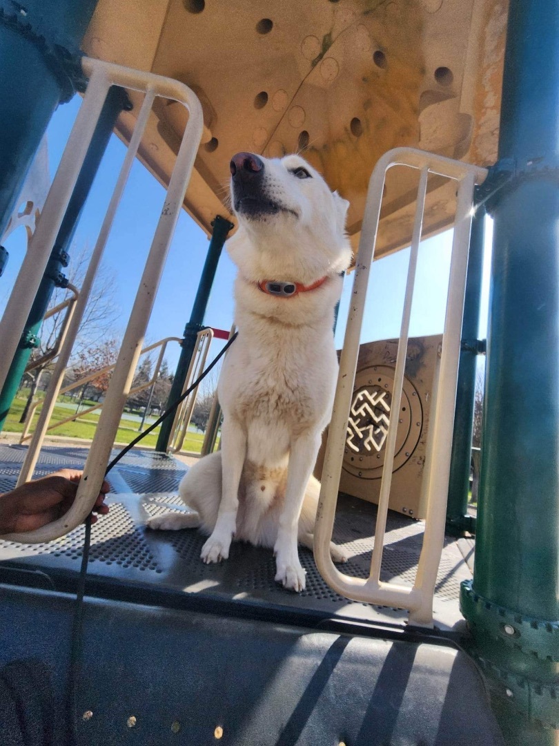 Casey, a Adoptable Husky in Tracy, CA image 2/6
