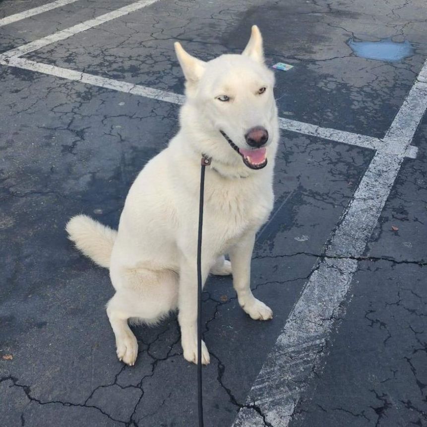 Casey, a Adoptable Husky in Tracy, CA image 3/6