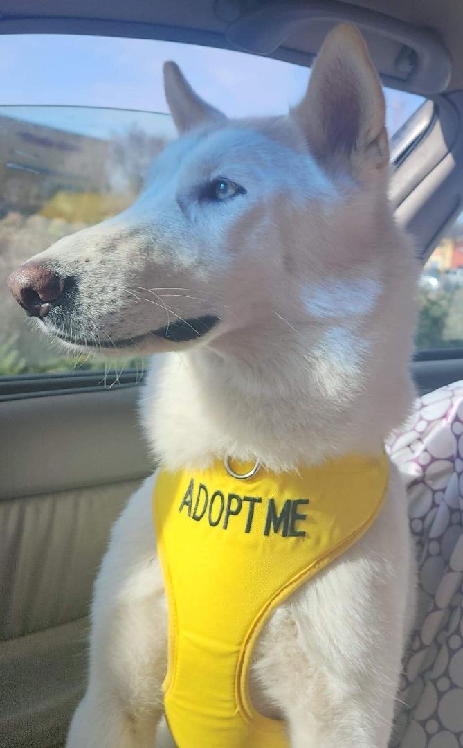 Casey, a Adoptable Husky in Tracy, CA image 4/6