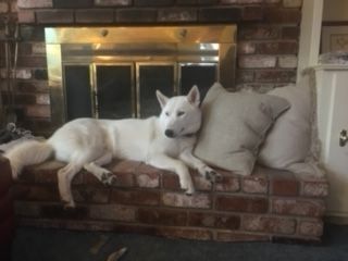Casey, Adoptable, Young Male Husky.