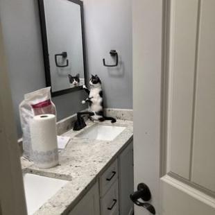 Enlarge Salted Caramel, a Adoptable Domestic Short Hair in Lynchburg, VA image 1/6