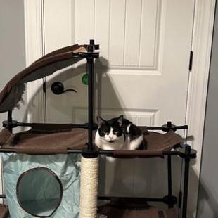 Salted Caramel, a Adoptable Domestic Short Hair in Lynchburg, VA image 2/6