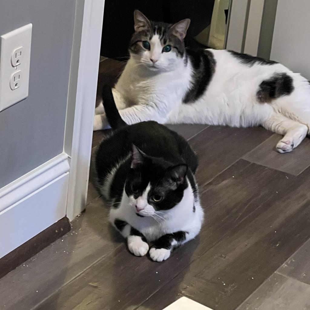 Enlarge Salted Caramel, a Adoptable Domestic Short Hair in Lynchburg, VA image 2/6