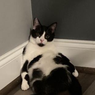 Salted Caramel, a Adoptable Domestic Short Hair in Lynchburg, VA image 3/6