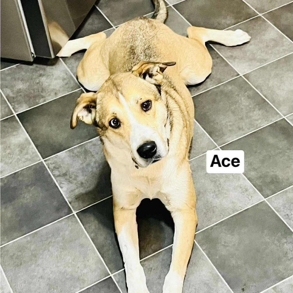 Enlarge Ace, a Adoptable mixed breed in Carmel, IN image 2/2