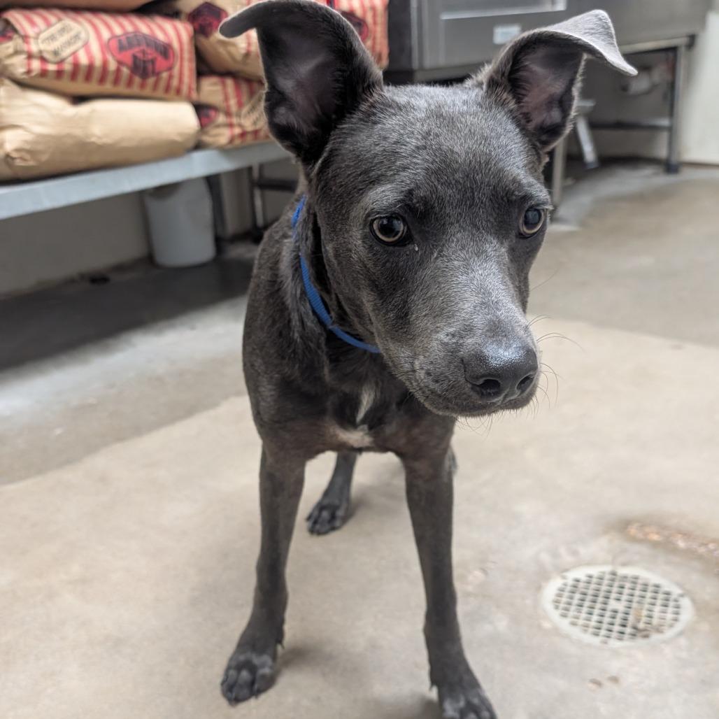 Movie, Adoptable, Young Male Blue Lacy & Mixed Breed.