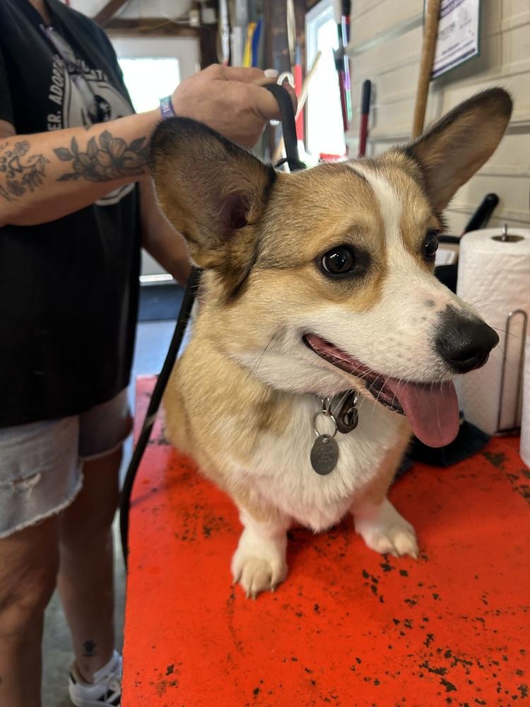 Peanut, Adoptable, Adult Male Corgi.