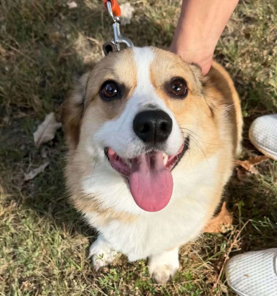 Enlarge Peanut, a Adoptable Corgi in Warrenton, MO image 2/4