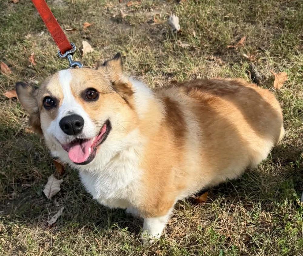 Enlarge Peanut, a Adoptable Corgi in Warrenton, MO image 3/4