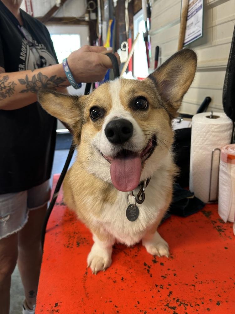 Enlarge Peanut, a Adoptable Corgi in Warrenton, MO image 4/4