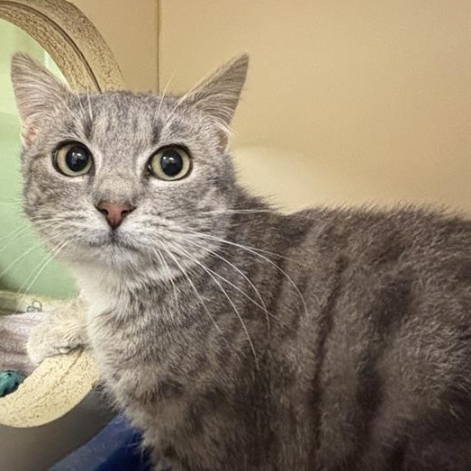 Enlarge Cheerleader, a ADOPTABLE Domestic Short Hair in Prince Frederick, MD image 1/2