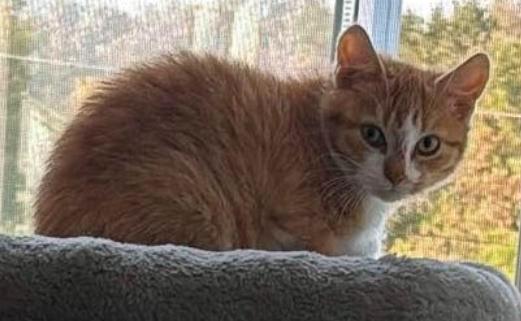 Enlarge Toulouse, an adopted Domestic Short Hair in Pointe-Claire, QC image 1/3