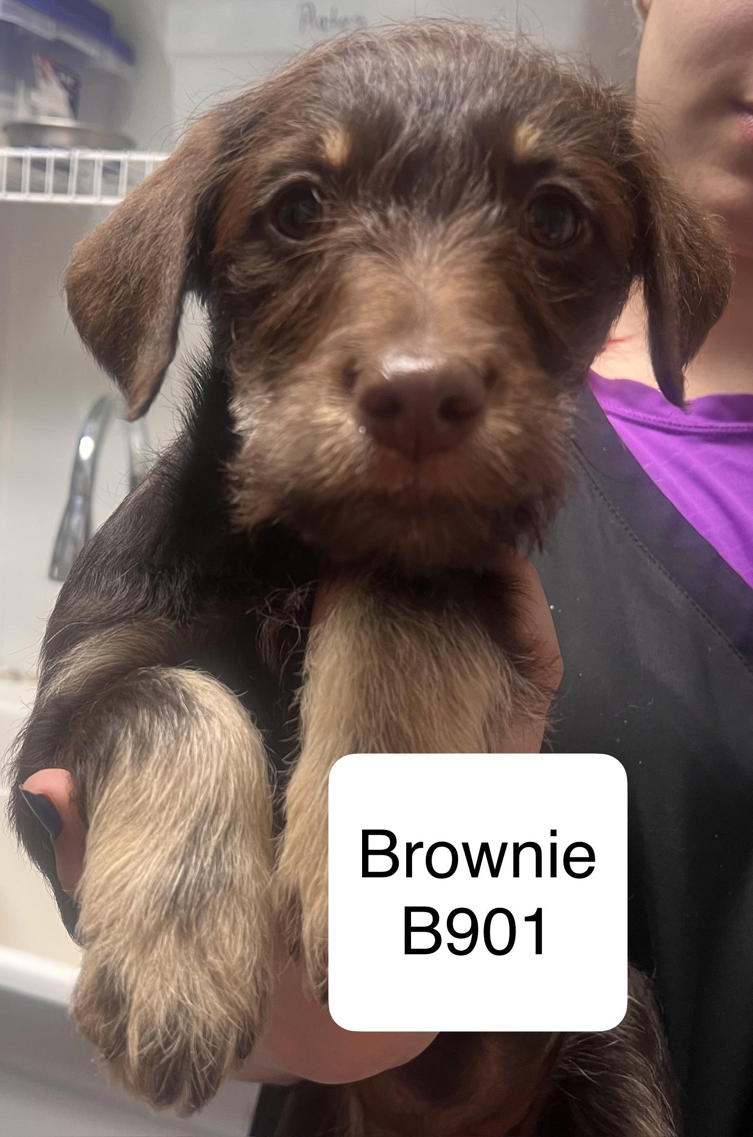 Brownie, ADOPTABLE, Puppy Female Airedale Terrier.