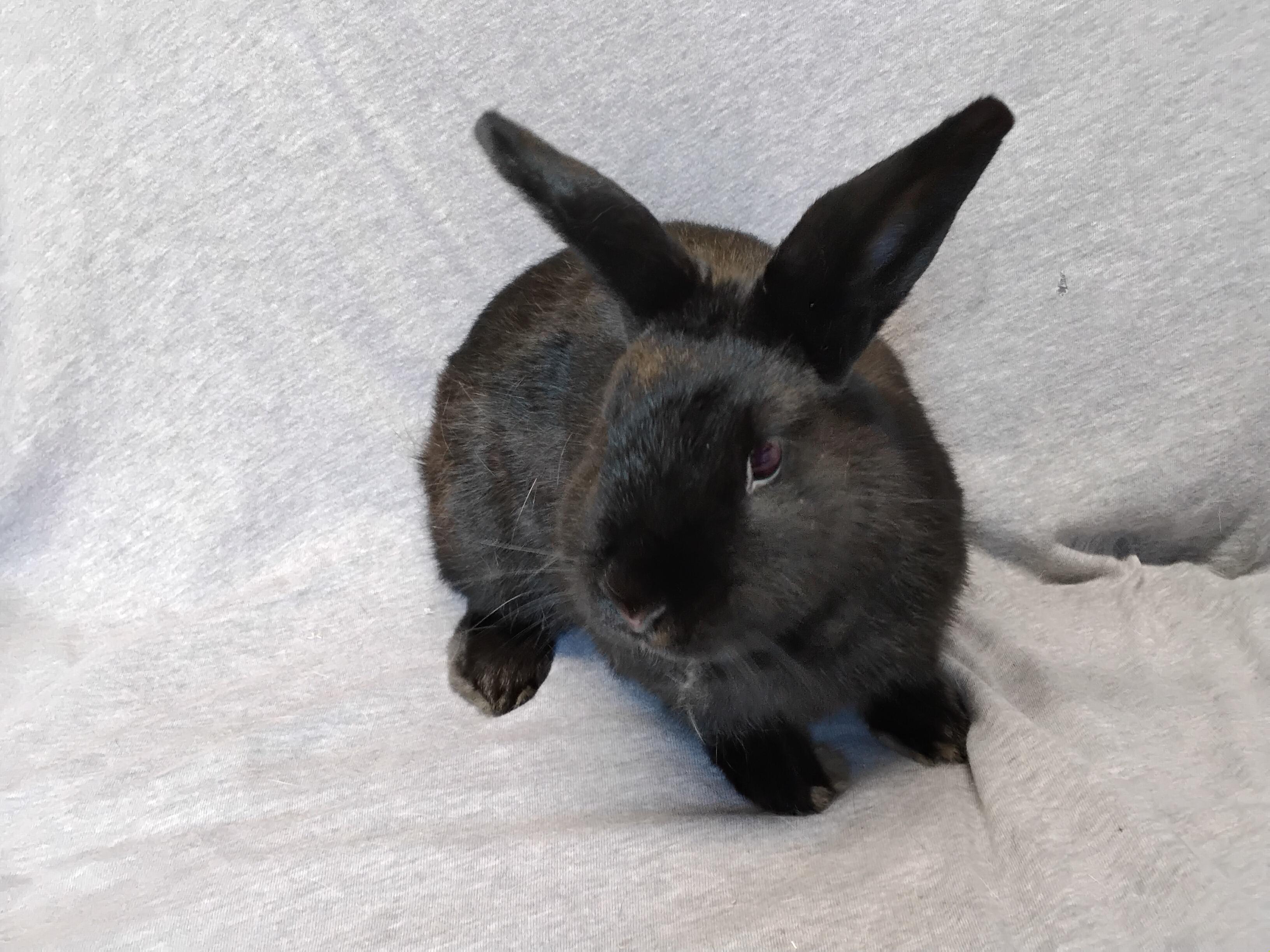 Enlarge Essie, a Adoptable mixed breed in Erie, PA image 1/5