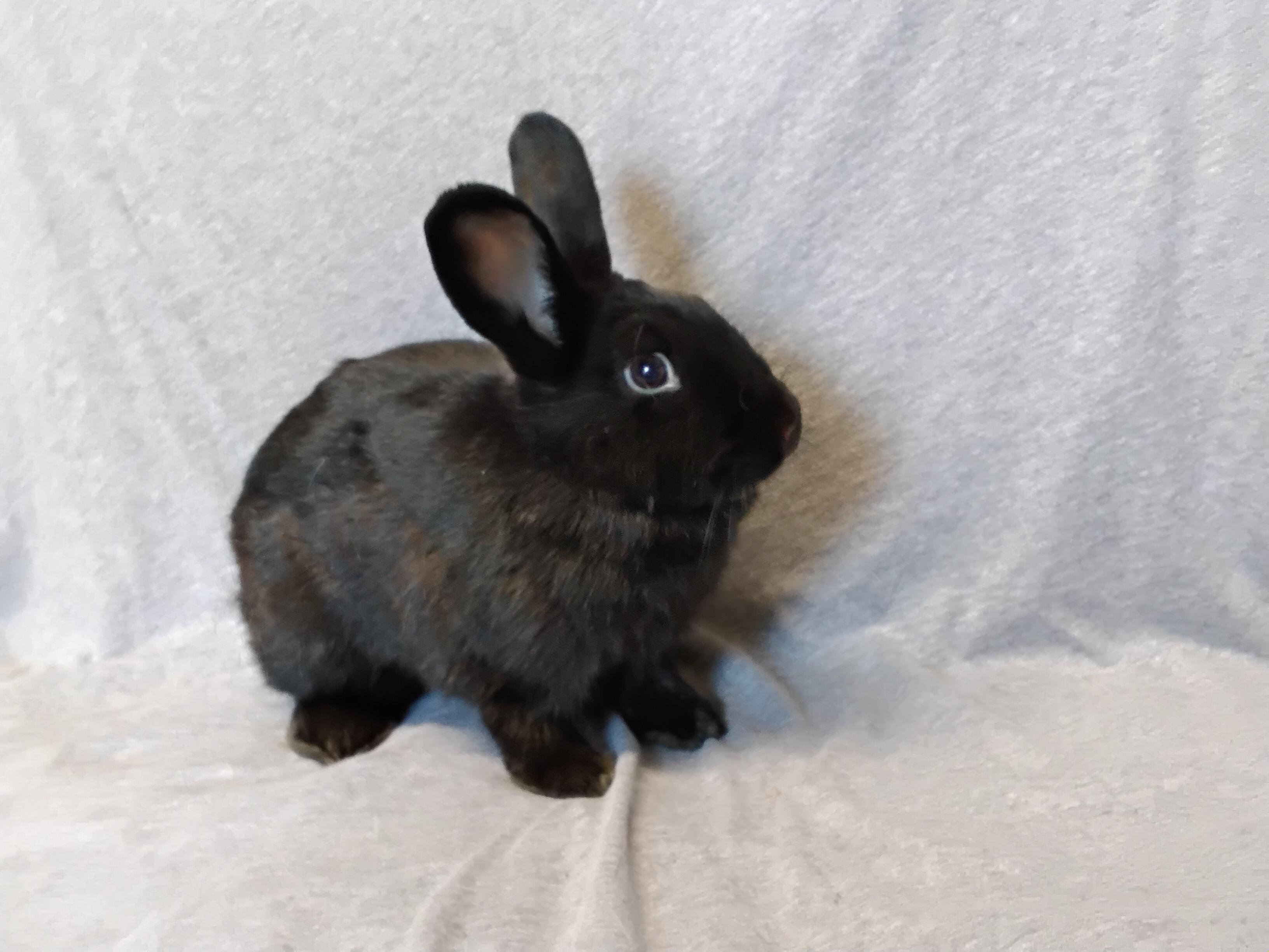 Enlarge Essie, a Adoptable mixed breed in Erie, PA image 3/5