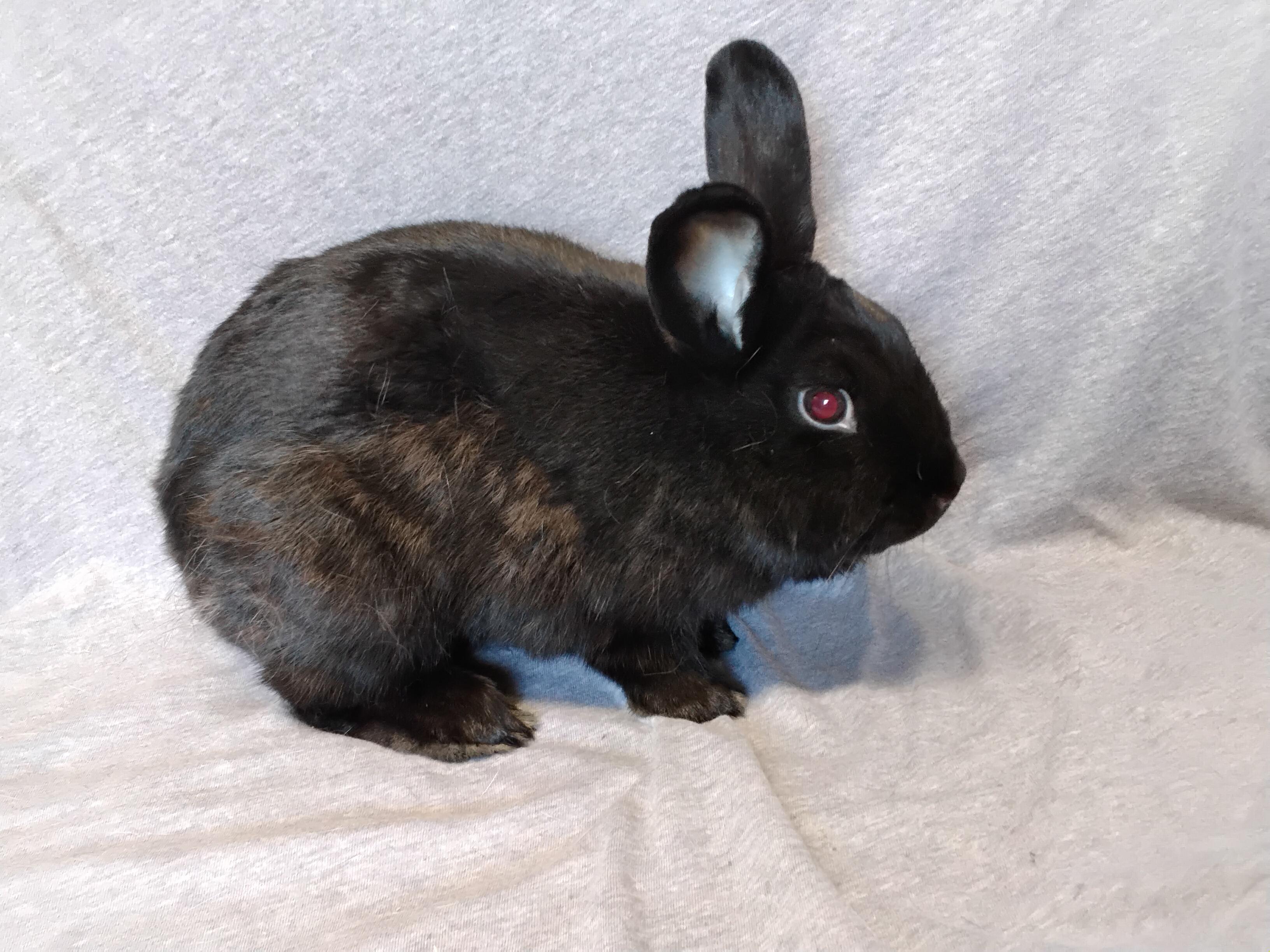Enlarge Essie, a Adoptable mixed breed in Erie, PA image 5/5