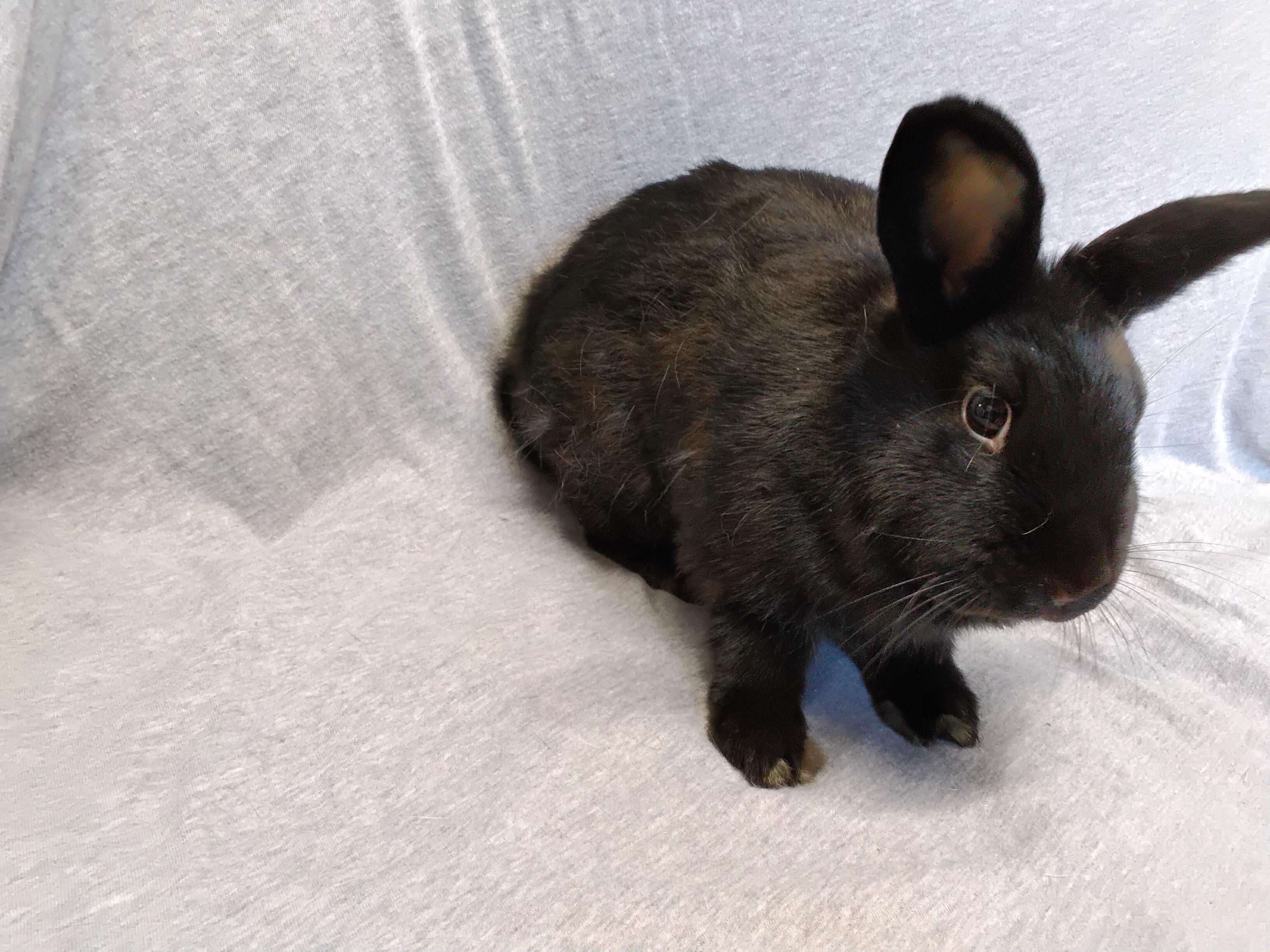 Enlarge Essie, a Adoptable mixed breed in Erie, PA image 4/5