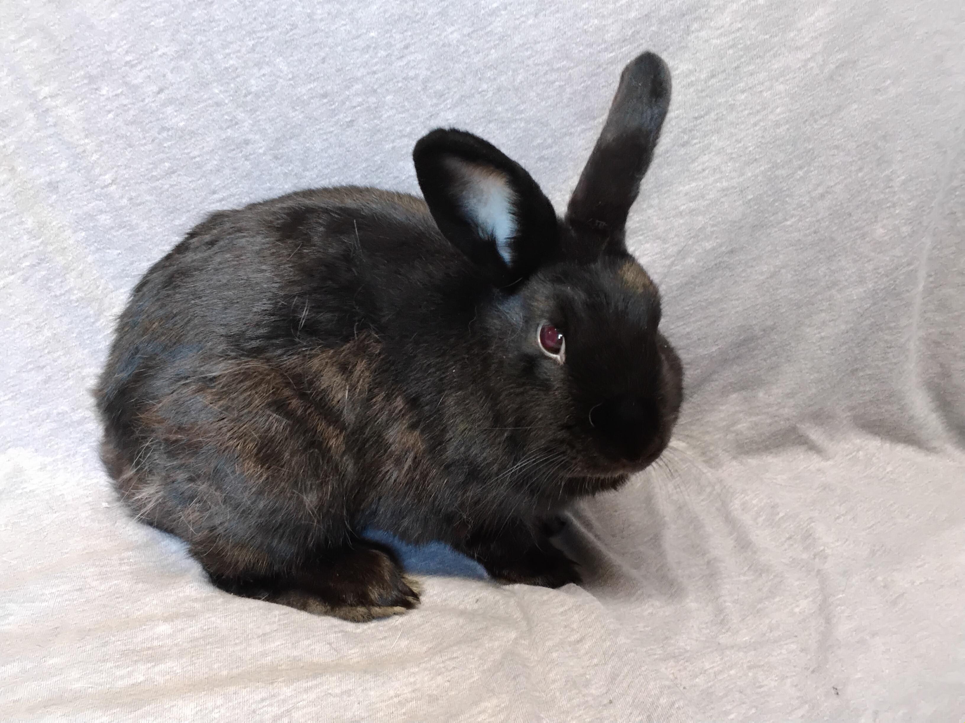 Enlarge Essie, a Adoptable mixed breed in Erie, PA image 2/5