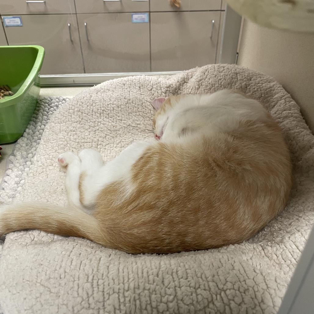 Enlarge Donny, a Adoptable Domestic Short Hair in Dickinson, TX image 1/2
