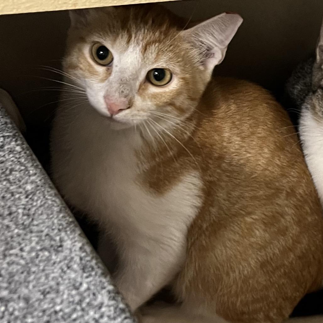 Enlarge Donny, a Adoptable Domestic Short Hair in Dickinson, TX image 2/2