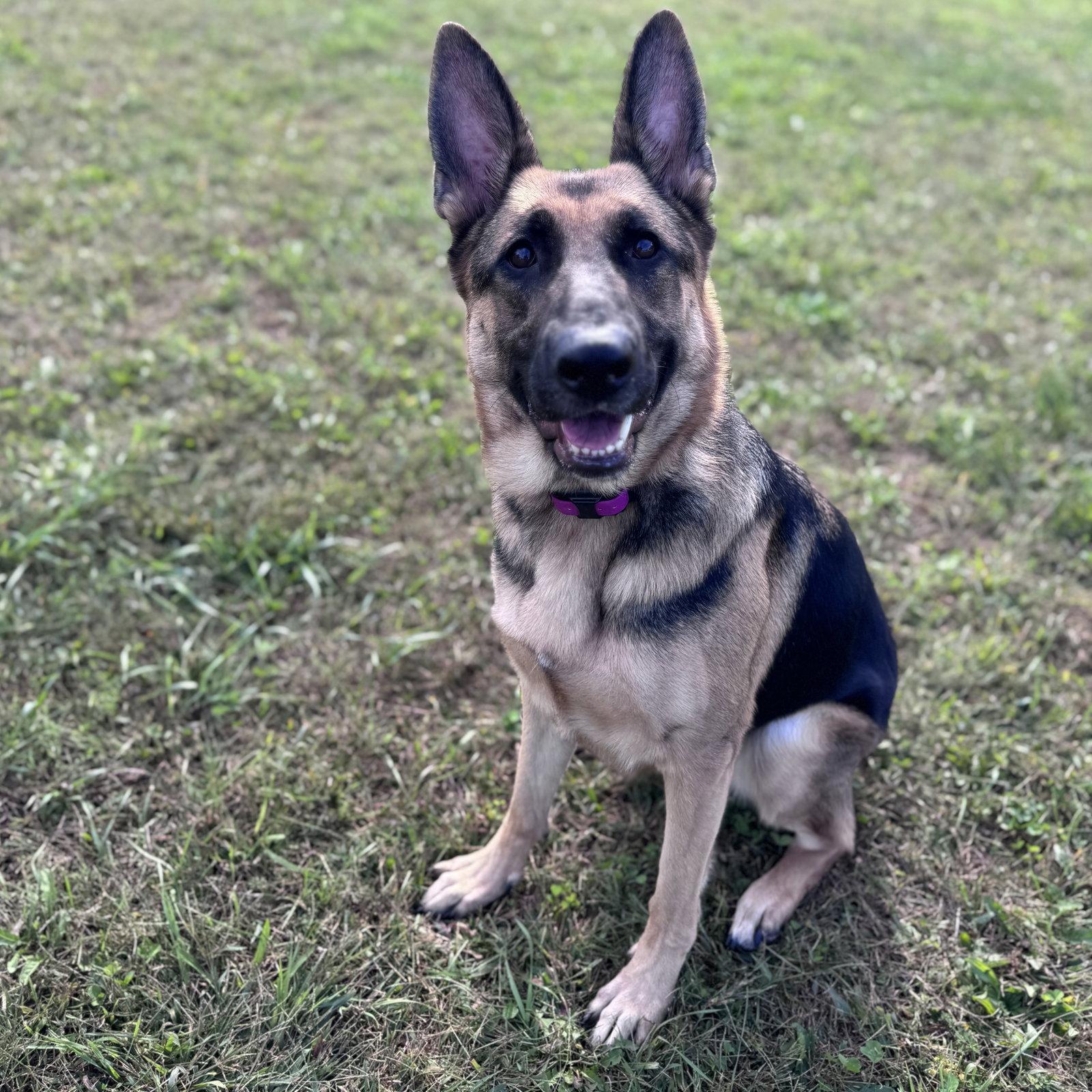 Reba, Adopted, Adult Female German Shepherd Dog.
