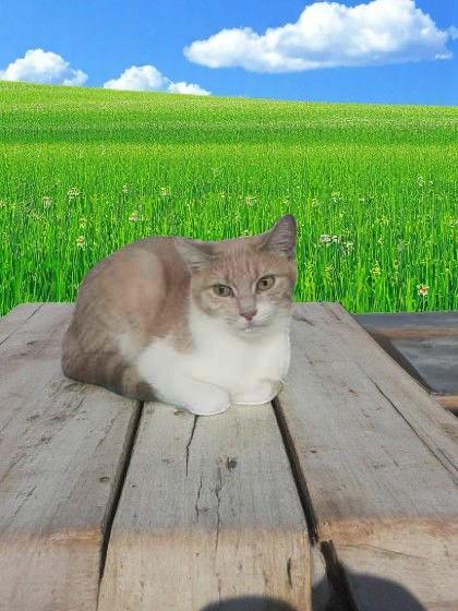 Enlarge Skye, a Adopted Domestic Short Hair in Sullivan, IN image 1/1