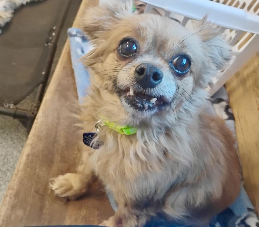 Remi, Adoptable, Senior Female Chihuahua.