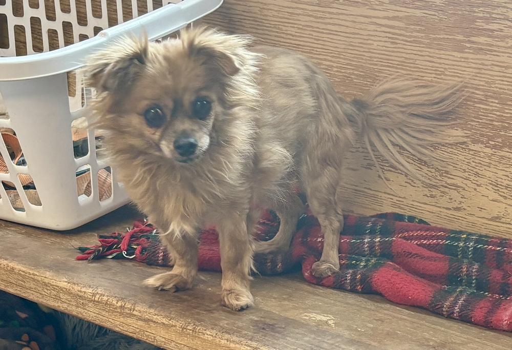 Enlarge Remi, a Adoptable mixed breed in Bartlesville, OK image 2/3