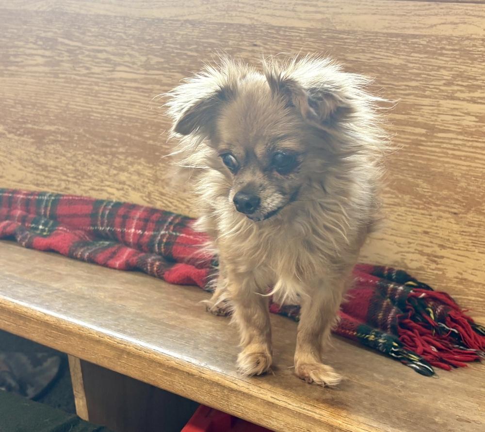 Enlarge Remi, a Adoptable mixed breed in Bartlesville, OK image 3/3