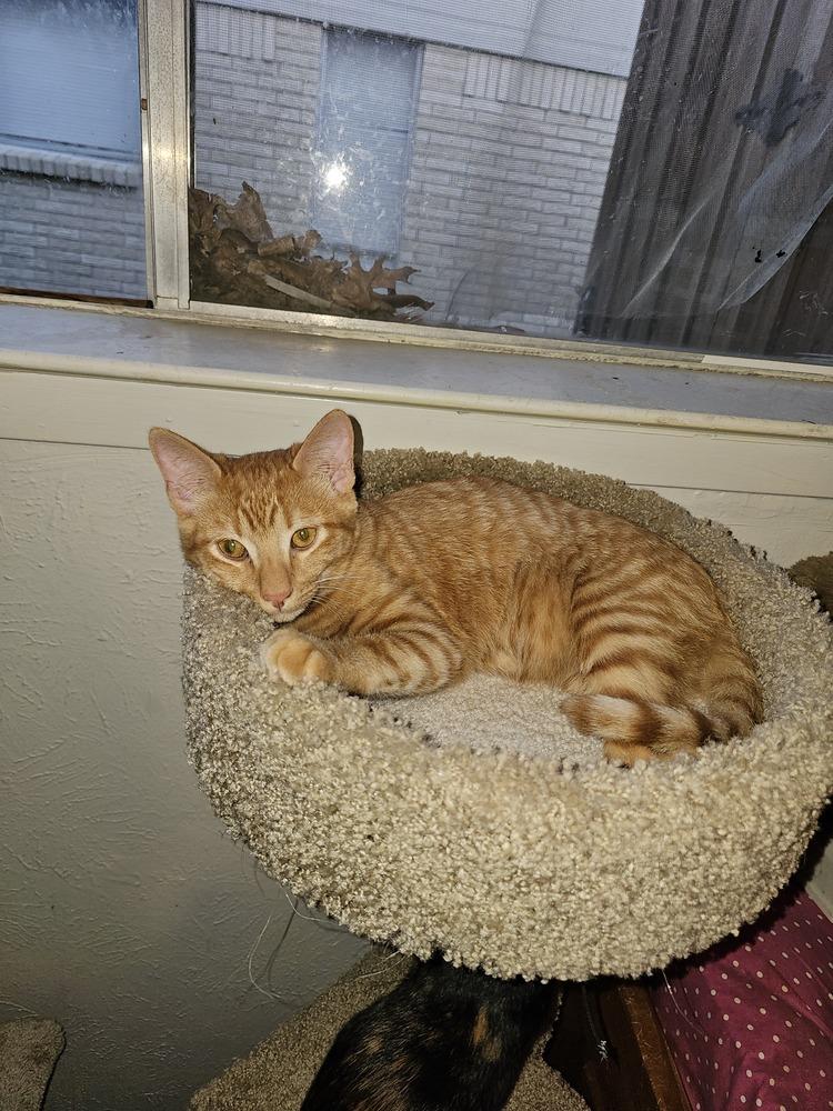 Toby — thumbnail 2