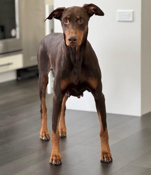 Enlarge Ruby, a Adoptable Doberman Pinscher in Louisville, KY image 3/3