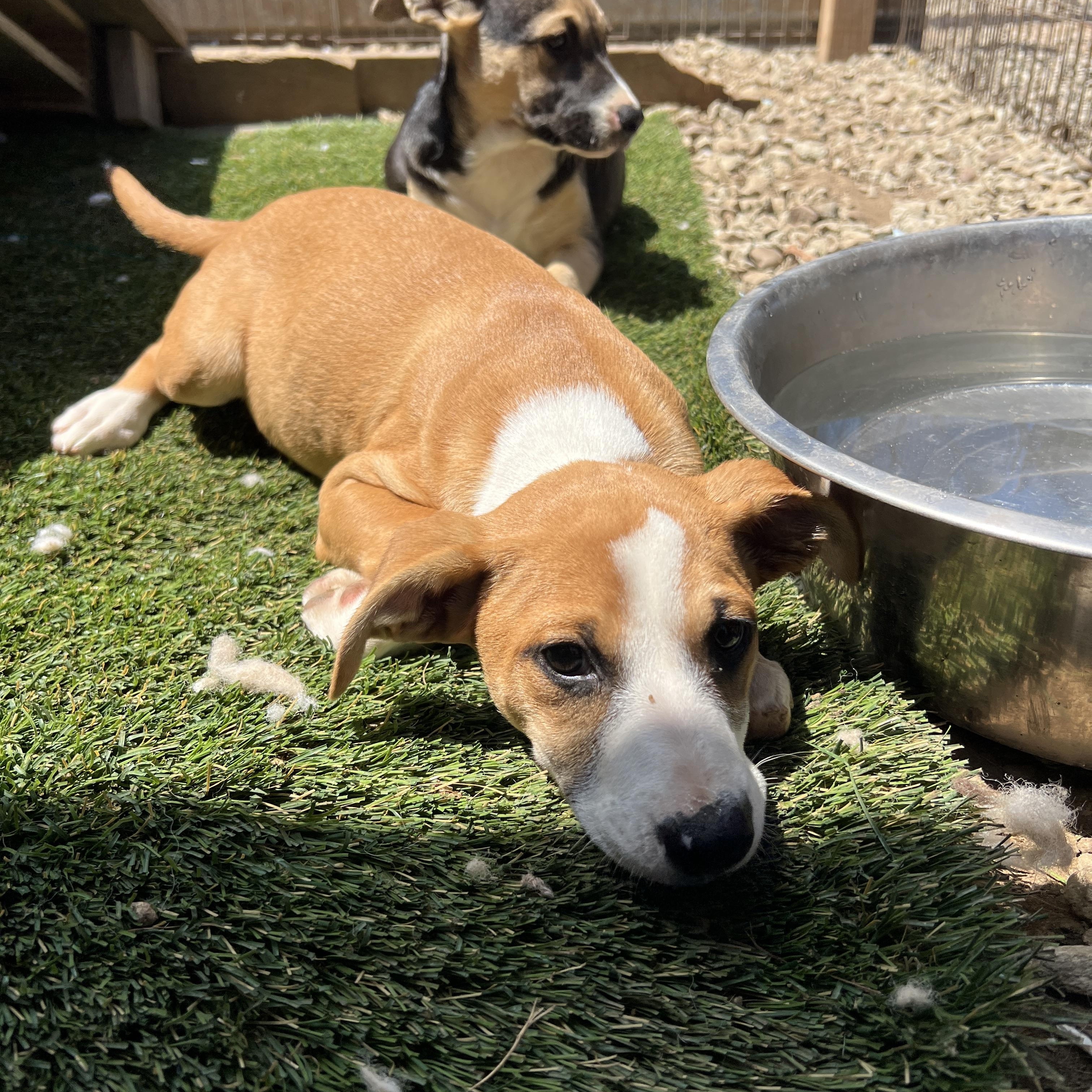 Enlarge Chloe, a Adoptable mixed breed in Escondido, CA image 4/5