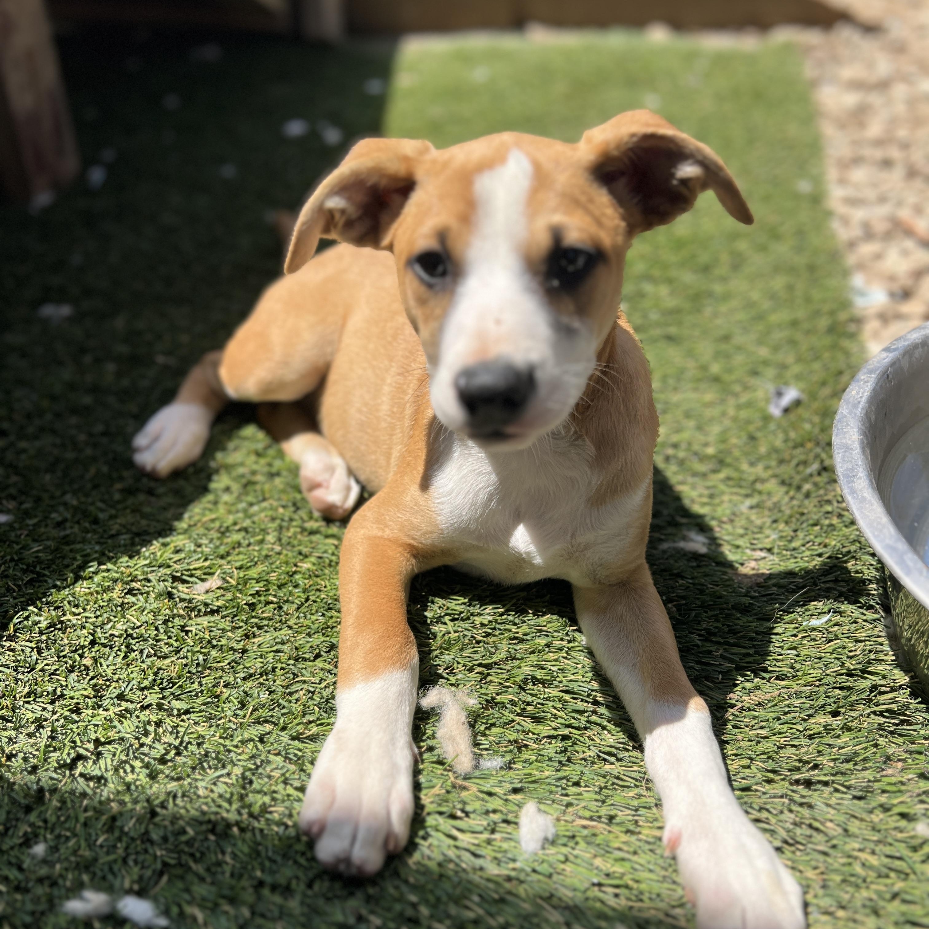 Chloe, Adoptable, Puppy Female Terrier & Whippet.