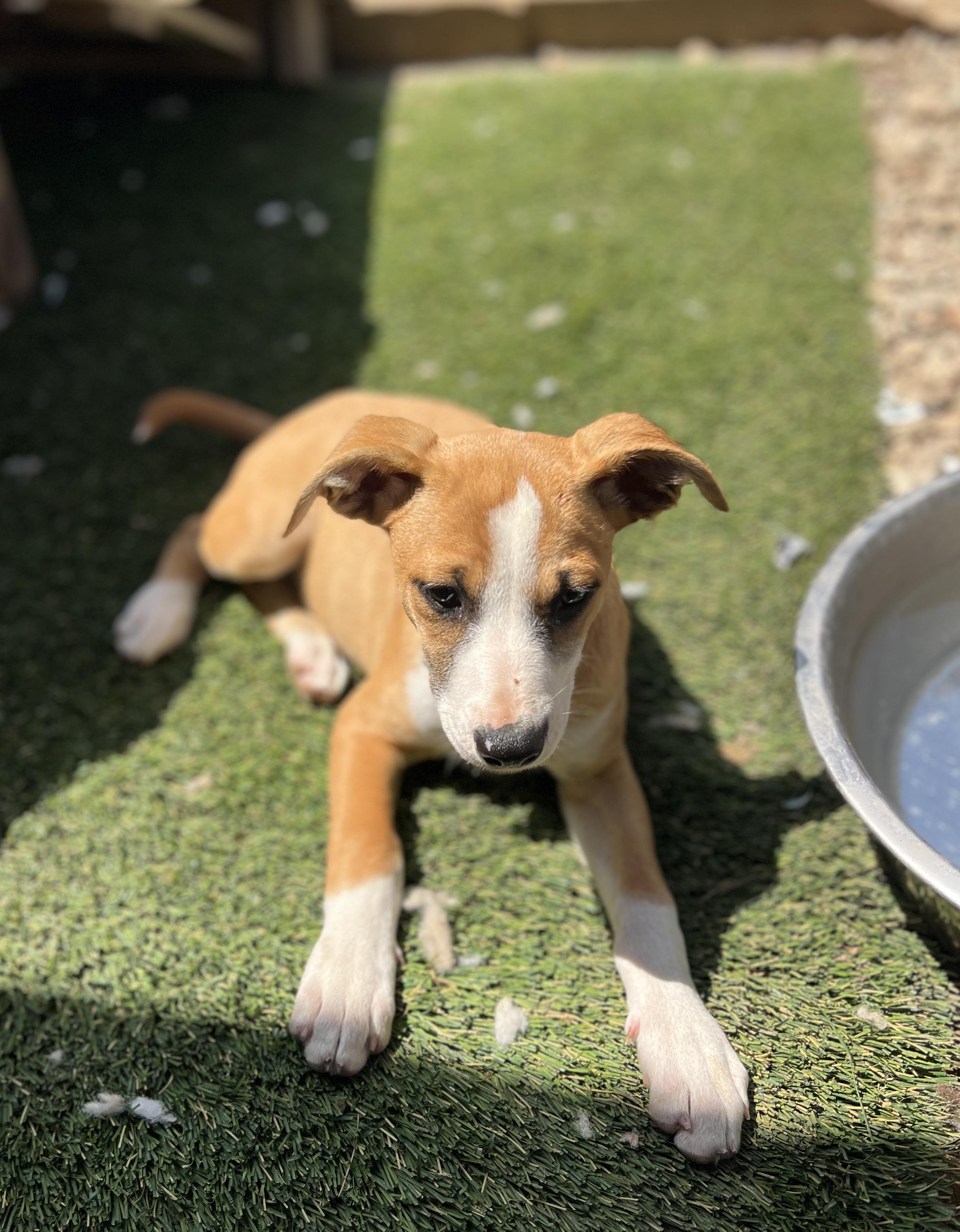 Enlarge Chloe, a Adoptable mixed breed in Escondido, CA image 2/5