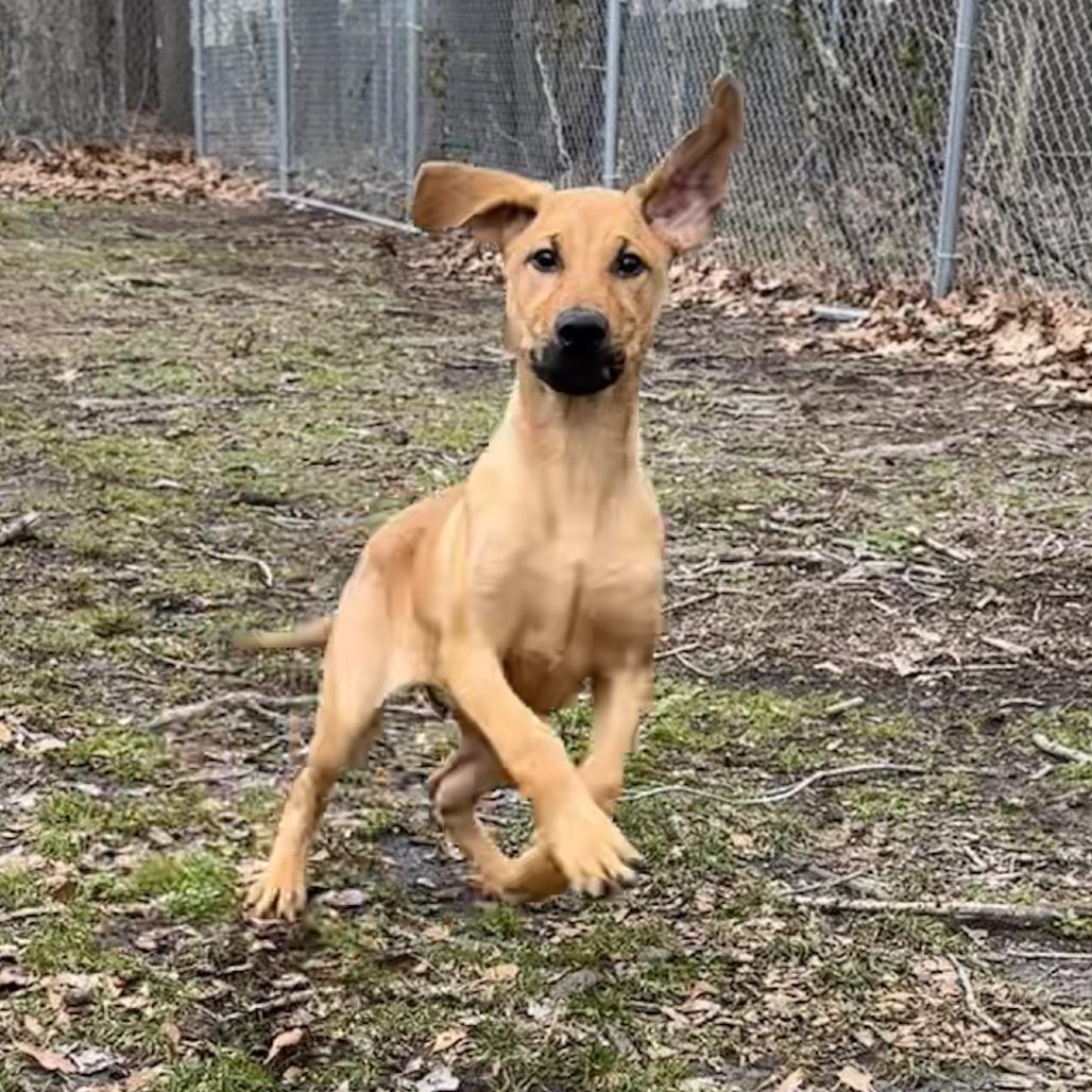 Bandit, Adoptable, Puppy Male Doberman Pinscher.