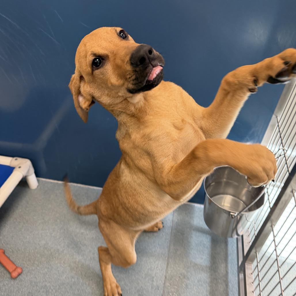 Bandit, Adoptable, Puppy Male Doberman Pinscher.